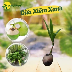 Dừa Xiêm Xanh